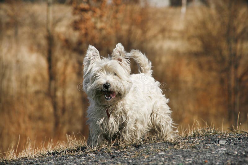 West Highland White Terrier