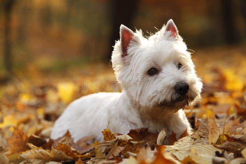 West Highland White Terrier