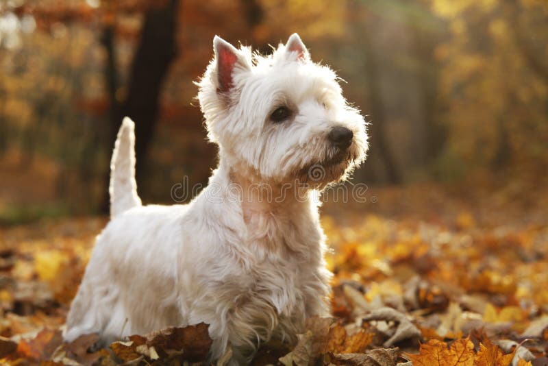 West Highland White Terrier