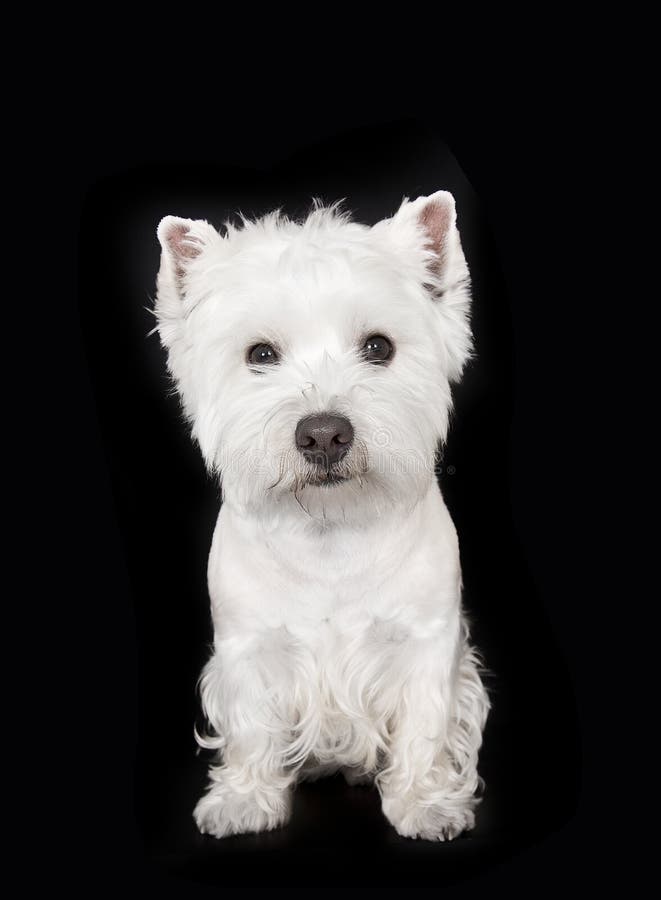 How much do I weigh? stock photo. Image of trim, dogs, measure 550756