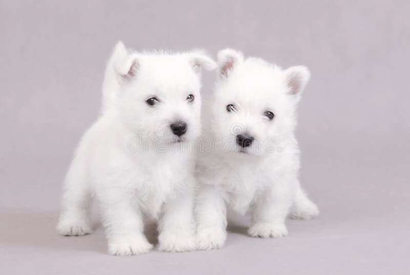 Oeste tierras altas blanco cachorros retrato.