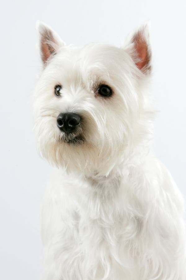 West Highland White Terrier Stock Image Image of loyal, feet 34225387