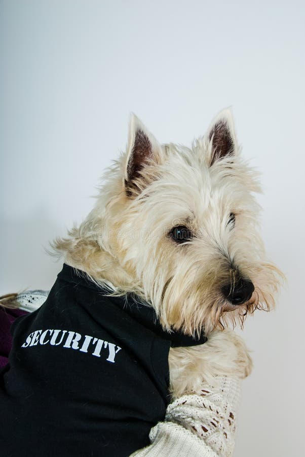 security jacket for dogs