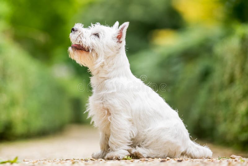 how many teeth does a westie have