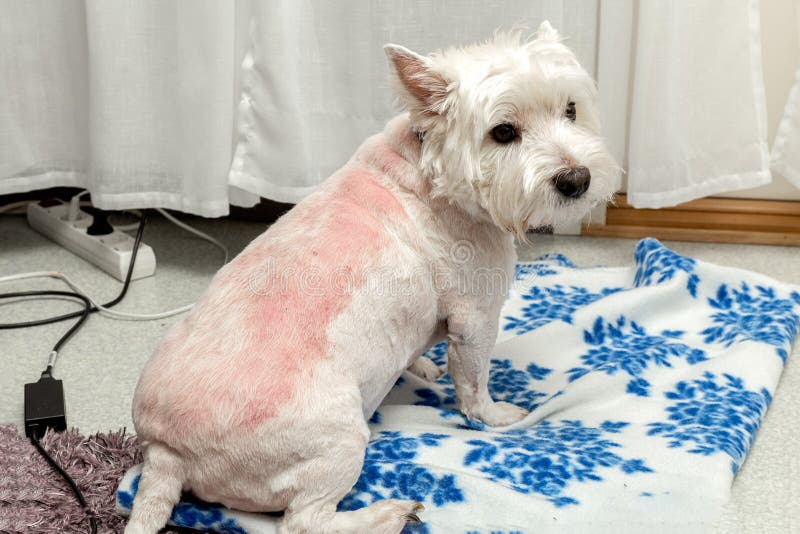 Trimming the West Highland White Terrier Dog Closeup Stock Photo - Image of doggy, mammal: