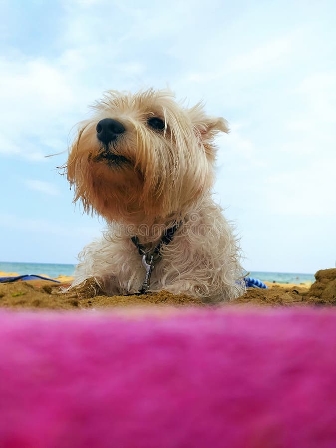 Westie Beach Cover Up Westie Beach Cover Up