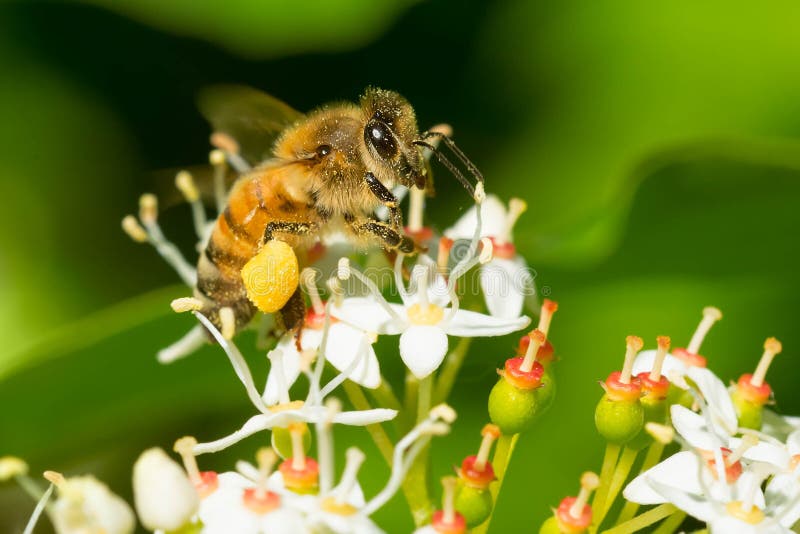 West-Honey Bee - API Mellifera stockbild West-Honey Bee - API Mellifera stockbild