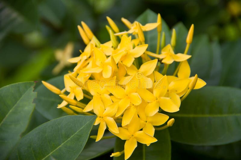 West Indian Jasmine flower stock image. Image of closeup 25795929