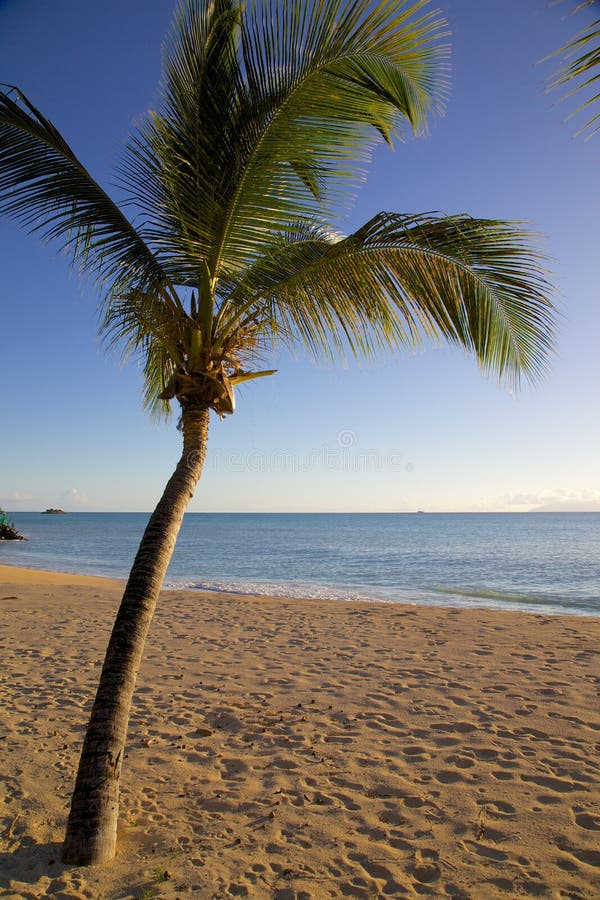 West Indies, Caribbean, Antigua, Turner S Beach Stock Image Image of