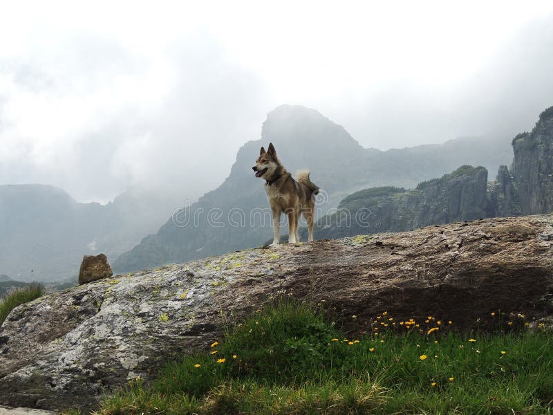 West Siberian Laika Dog in cloudy mountains
