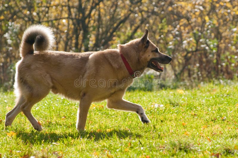 West Siberian laika (husky)