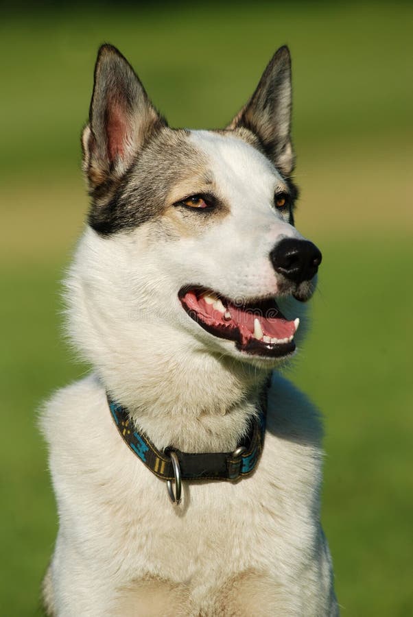 western siberian laika western siberian laika