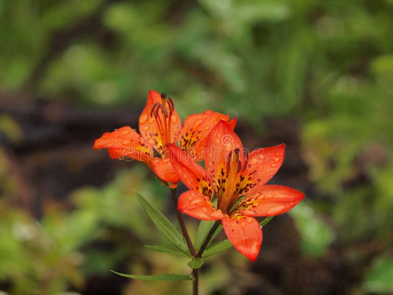 Westelijk Tiger Lily royalty-vrije stock afbeeldingen Westelijk Tiger Lily royalty-vrije stock afbeeldingen