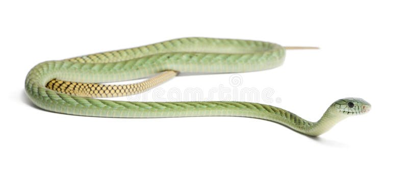 Westelijke groene mamba - Dendroaspis-giftige viridis, royalty-vrije stock afbeelding Westelijke groene mamba - Dendroaspis-giftige viridis, royalty-vrije stock afbeelding