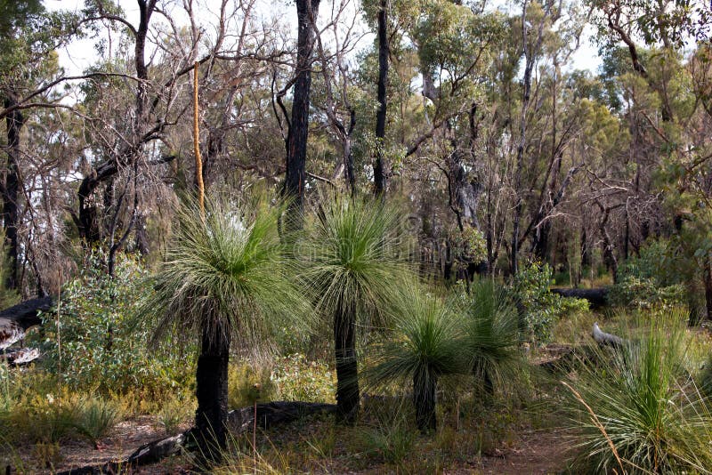 Western Australia Grass Trees Stock Image Image of trek, perth 247631207