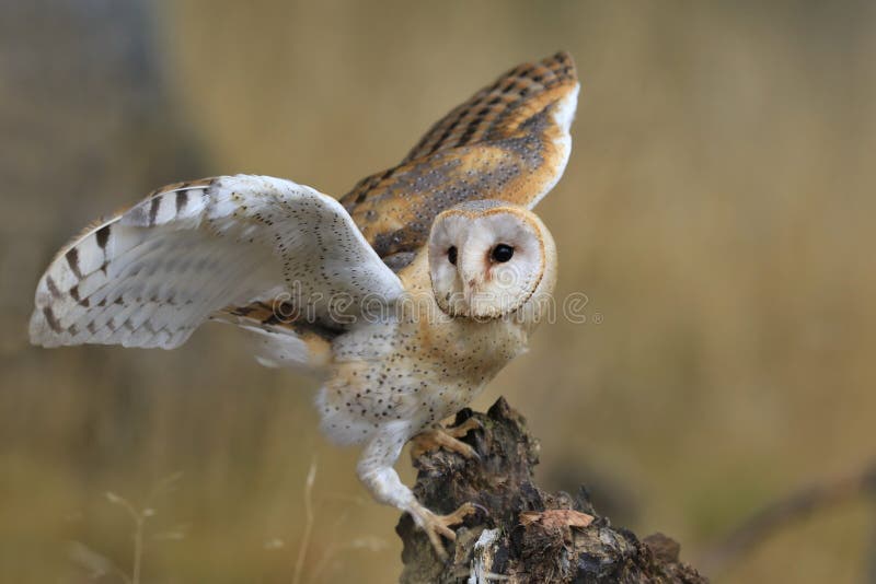 Magnificent Barn Owl perched on a stump in the forest (Tyto alba)