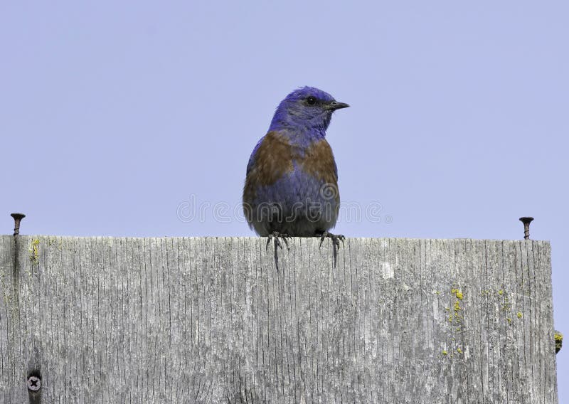 A Western Blue Bird on Its Perch Stock Photo Image of avian, lovely