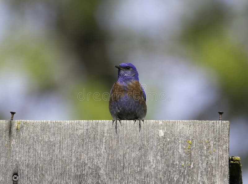A Western Blue Bird on Its Perch Stock Photo Image of animal, tree