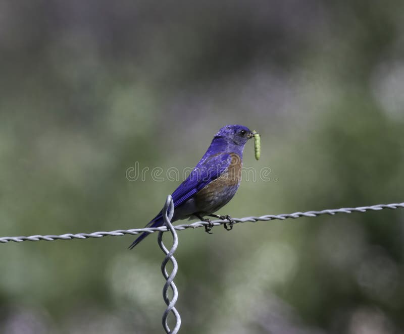 A Western Blue Bird on Its Perch Stock Image Image of avian, worm