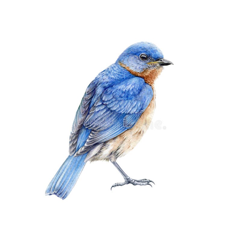 Western blue bird watercolor illustration. Hand drawn North America wild song bird Sialia mexicana. Bluebird side view image.
