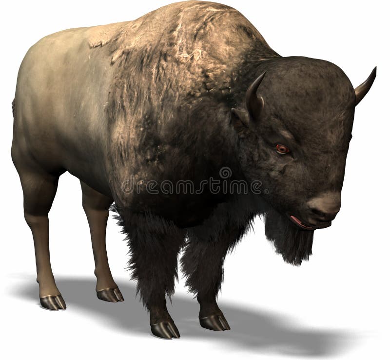 Western Buffalo