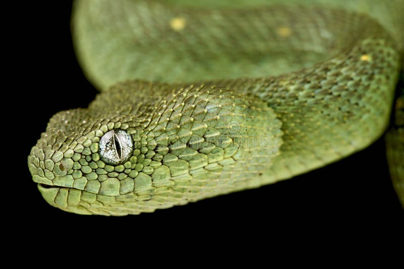 Atheris chlorechis (Pel, 1851), Badou. Photo by G. Segniagbeto.