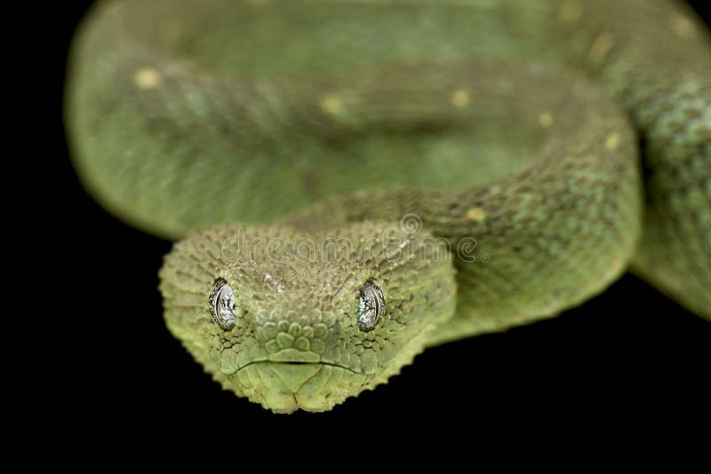 Atheris chlorechis (Green Bush Viper)