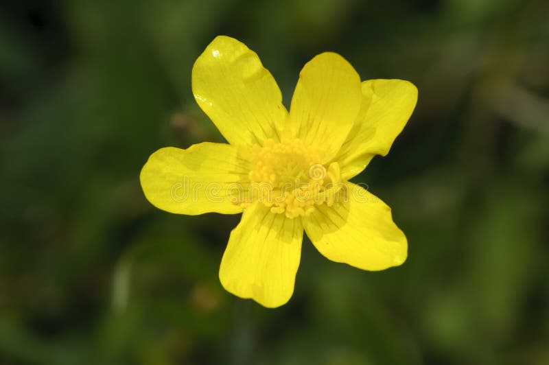 Western Buttercup (Ranunculus occidentals)