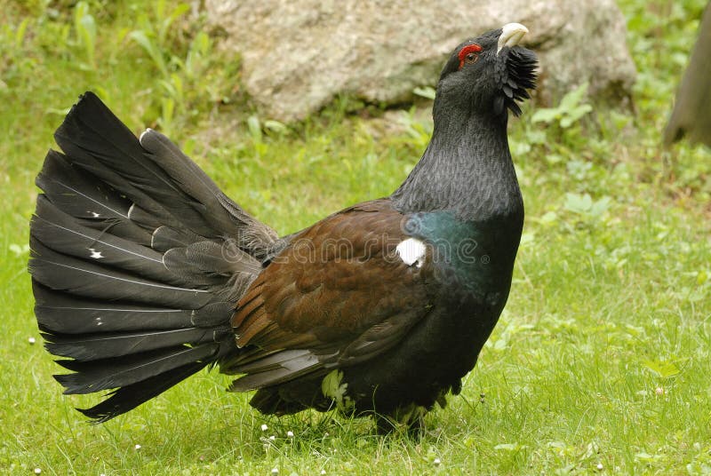 Western Capercaillie stock photo. Image of view, wood - 17709198