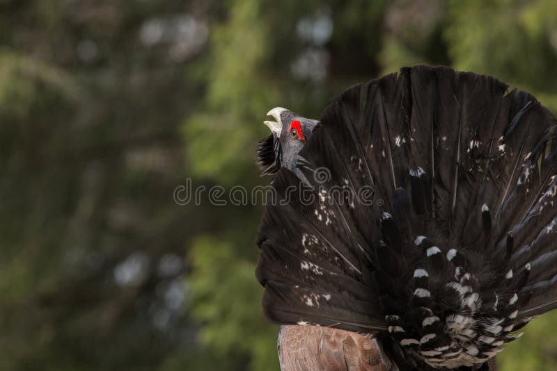 Western Capercaillie (Tetrao urogallus) in mating