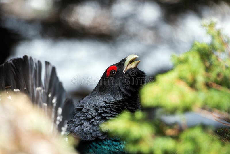 Western Capercaillie (Tetrao urogallus) in mating