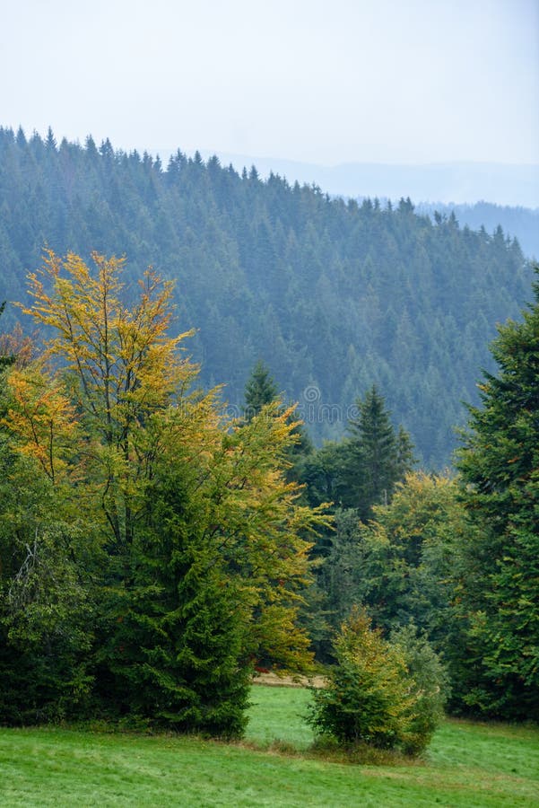 Misty morning view in wet mountain area in slovakian tatra. autumn colored forests