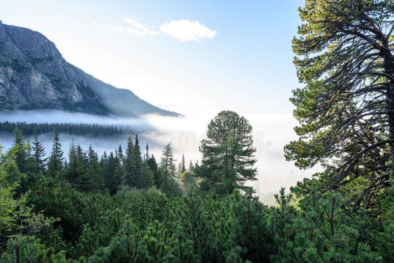 Misty morning view in wet mountain area in slovakian tatra. autumn colored forests