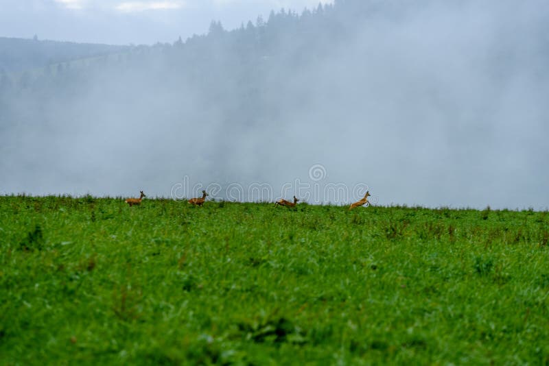 Mlhavé ráno pohled v mokré horské oblasti ve slovenských Tatrách. jelen