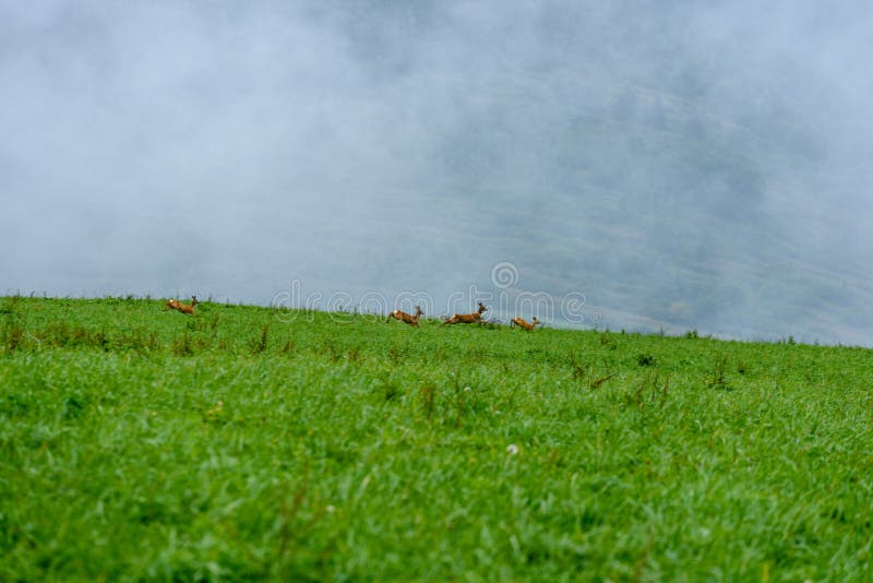 Misty morning view in wet mountain area in slovakian tatra. deer