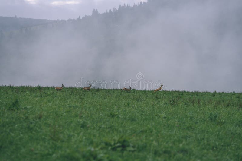 Hmlisté ranné zobrazenie v mokrej horskej oblasti v slovenských Tatrách. jeleň