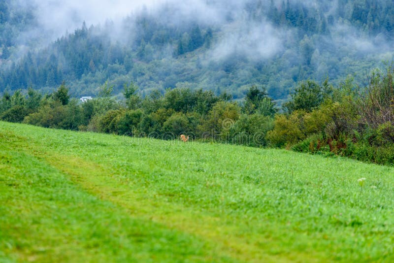 Mlhavé ráno pohled v mokré horské oblasti ve slovenských Tatrách