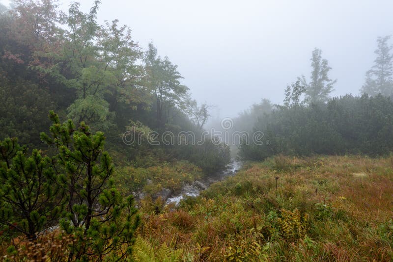 Misty morning view in wet mountain area in slovakian tatra