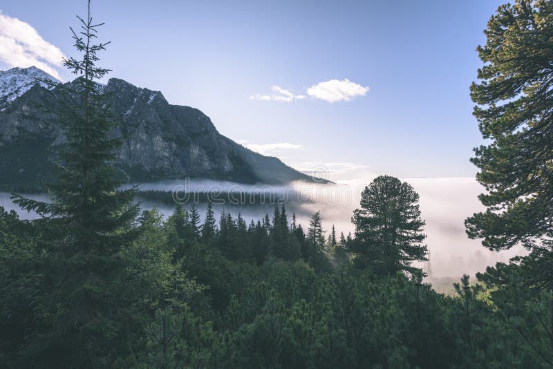 Misty morning view in wet mountain area in slovakian tatra - vintage film look