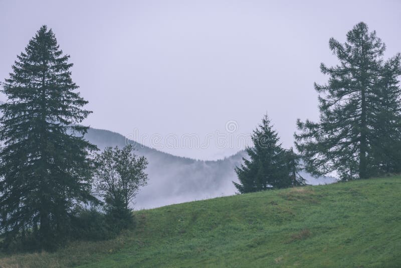 Misty morning view in wet mountain area in slovakian tatra - vintage film look