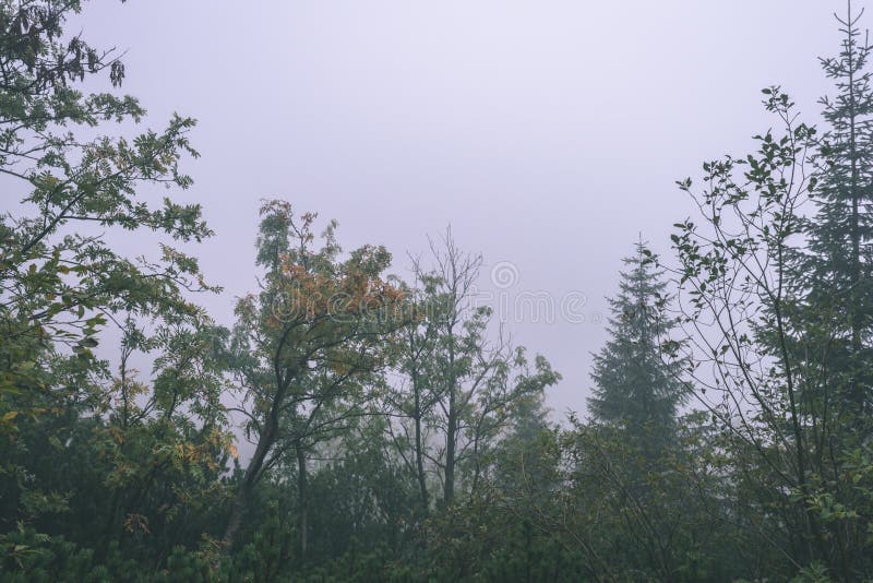 Misty morning view in wet mountain area in slovakian tatra - vintage film look