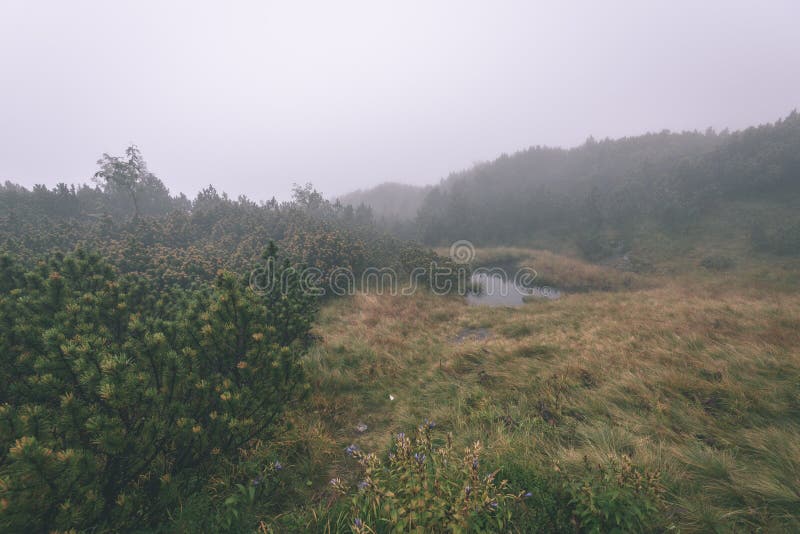 Misty morning view in wet mountain area in slovakian tatra - vintage film look