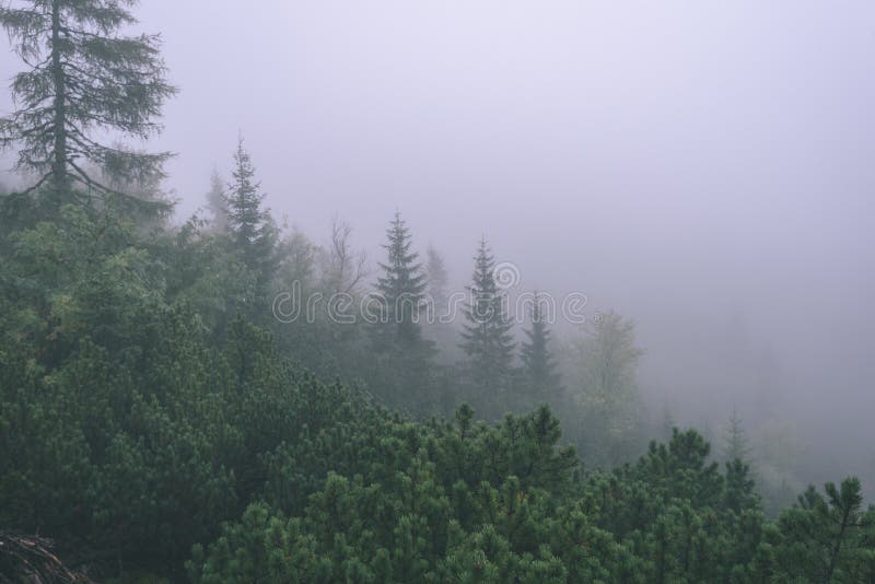 Misty morning view in wet mountain area in slovakian tatra - vintage film look