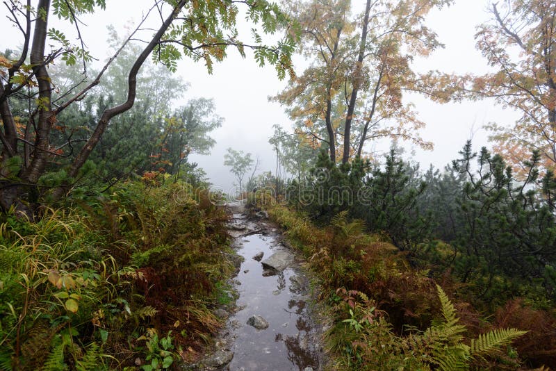 Mountain tourist trail in autumn covered in mist