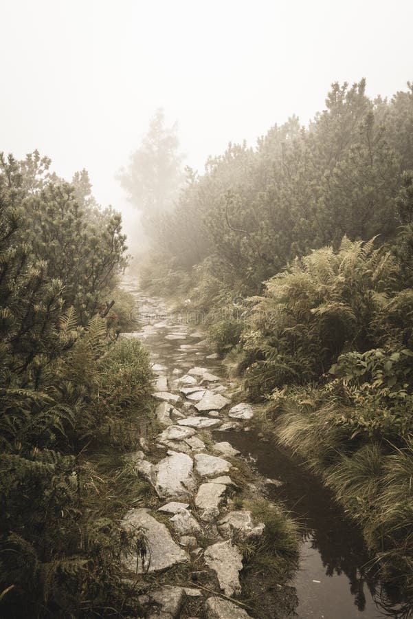 Mountain tourist trail in autumn covered in mist - soft vintage