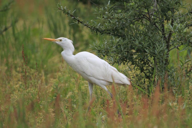 Western cattle egret royalty free stock image
