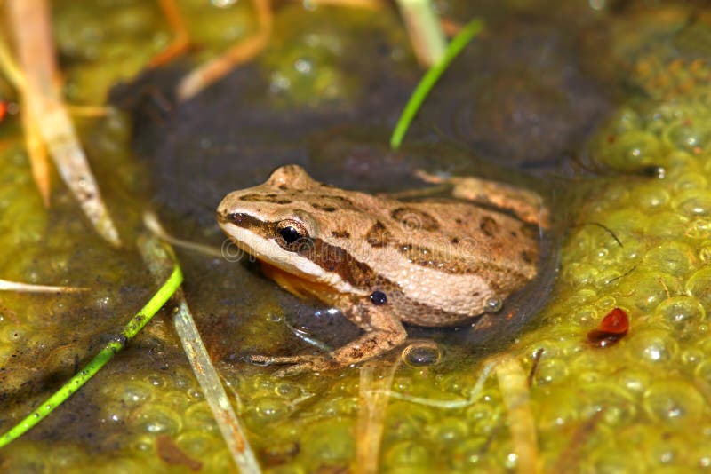 Western Chorus Frog (Pseudacris triseriata) stock images