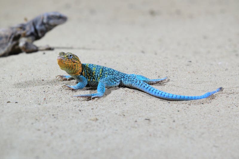 Western collared lizard stock image. Image of adult 105128849