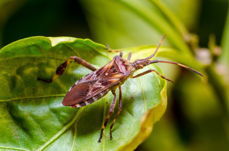 The western conifer seed bug Leptoglossus occidentalis