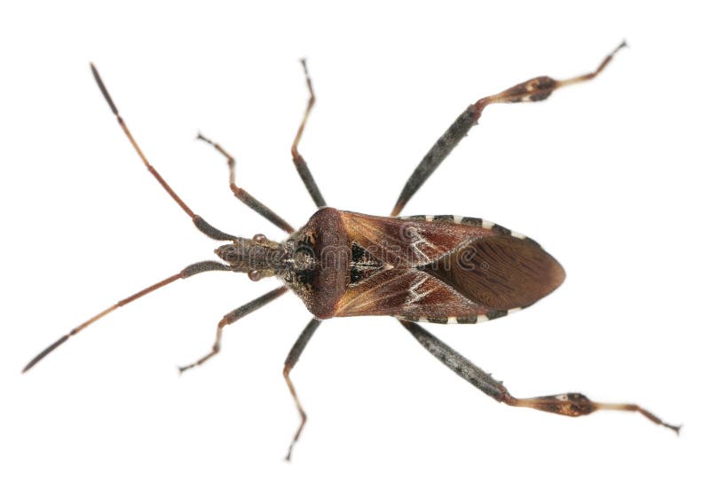 Western conifer seed bug, Leptoglossus occidentalis